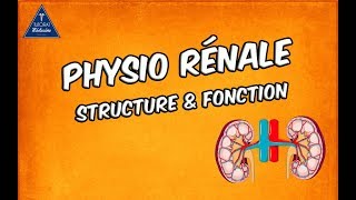 Physiologie rénale  Structure et fonctions [upl. by Inaffyt]