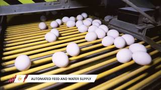 Pasteurized Egg Liquid and Powder manufacturing process PEGGS INDIA [upl. by Ardnahsal]