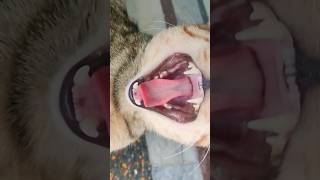 The Disturbing Sounds of Horror amp Angry Catsshorts [upl. by Llenyar]