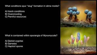 Slime molds reproduction [upl. by Ebony]