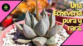 Consejos para cuidar tus Echeverias purpusorum [upl. by Nicole]