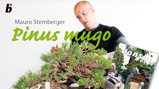 Mauro Stemberg Demo on a Pinus Mugo [upl. by Yanat]