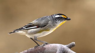 Striated Pardalote [upl. by Tony570]