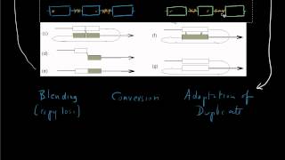 Forsdyke Evolution Academy 0142 Introns Defend Against Recombination [upl. by Yddub]