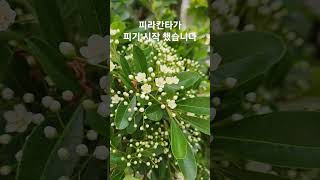 피라칸타 Pyracanthaangustifolia피라칸사스 [upl. by Eeladnerb]