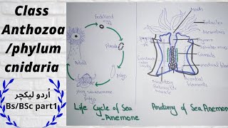 Class anthozoa phylum cnidaria ADSBs ZoologyBSc part 1 [upl. by Ellekram]