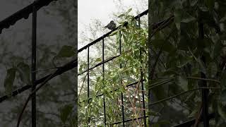 Alert Hummingbird Sits Atop Trellis In Light Rain [upl. by Zeculon856]