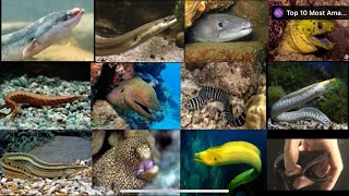 Types of Eel species [upl. by Laks]