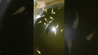 Molly fires beautiful mollyfish breedingaquariumfishfish trending viral shortsfeed ytshorts [upl. by Alat816]