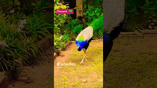 Peacock voice 🦚 peacock birds animals funny comedy mor viralshort nature [upl. by Bond]