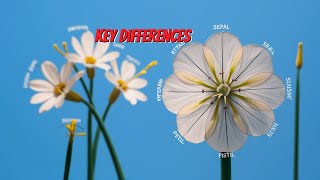 How Is the Process of Pollination Different from Fertilization Key Differences Explained [upl. by Anel]