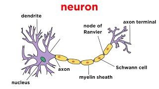 Types of Tissue Part 4 Nervous Tissue [upl. by Katti]