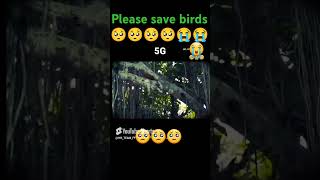 please save birds viralshort hrteam HRTEAM999 HRTEAMFF emotionalsong [upl. by Hudgens]