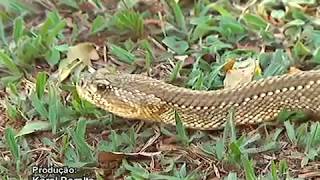 Aparecimento de cobras no campo saiba como prevenir seu rebanho [upl. by Patrice789]