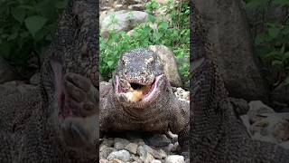 Its hard to believe the way a Komodo dragon swallows its prey is almost the same as a python [upl. by Horn]