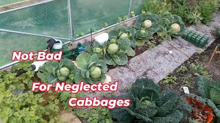 I Abandoned My Cabbages Then This Happened [upl. by Naira]