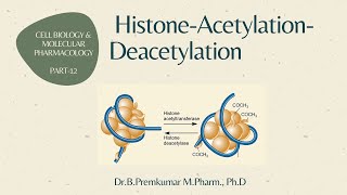 Histone Acetylation Deacetylation  CBMP  Part 12 [upl. by Ilahsiav276]