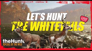 Lets get the Great One Whitetail Grind  theHunter Call of the Wild  short stream [upl. by Ramyaj]