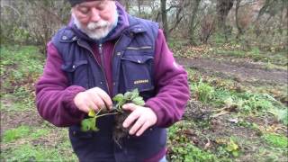 Fraternités Ouvrières  2016 12  à Aalbeke  Les stolons de fraisiers [upl. by Damita]