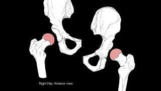 Hip joint structure and actions [upl. by Izzy791]