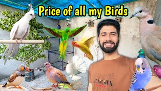 Price or all birds at my setup  my birds finches dove parrot and pigeons price [upl. by Nauqas]