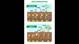 Difference between Hypogeal and Epigeal 🌱🌱  Seed Germination  Short videos ✨✨ ✨ [upl. by Arada]