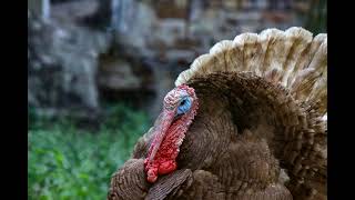 Turkey Gobbling 1 Hour Sound Effect Turkey Noise [upl. by Marcille903]