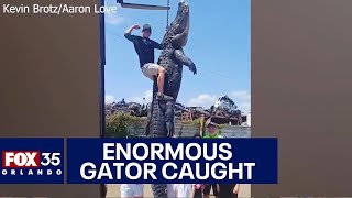 Florida man captures enormous 13foot alligator in Orlando [upl. by Ahsinoj]