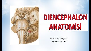 Diencephalon  Diencephalon Anatomy  Nöroanatomi Konu Anlatımı  11 [upl. by Chilton311]