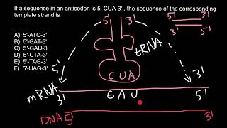 Codon and Anticodon practice problem [upl. by Jessee320]