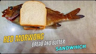 Red Morwong Bread amp Butter Sambo  Spearfishing NSWs Legendary Fish [upl. by Montfort]