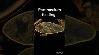 Paramecium feeding under microscope protista paramecium feeding species classification [upl. by Iborian371]