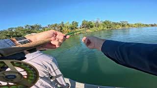 Lower Sacramento Drift Boat Fly Fishing Trip September 2024 Beautiful Rainbow Native Rainbow Trout [upl. by Carlick134]