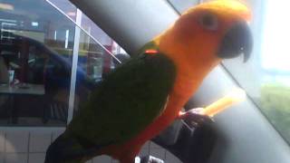 Cutest Bird EverJenday Conure LOVES French Fries [upl. by Aytnahs]