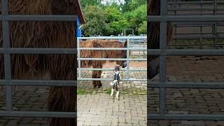 🐕Dog Meets Poitou Donkey🐴 [upl. by Sirkin257]