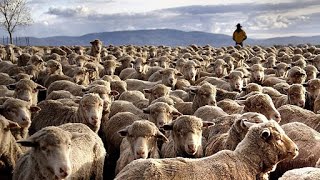 The Amazing Biggest Sheep Farm in Western Australia [upl. by Viehmann767]