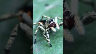 Jumping spider 🇧🇷 Brazil [upl. by Riesman]