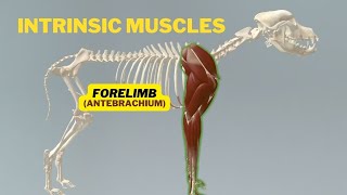 Intrinsic Muscles of Antebrachium Medial to Caudal  Veterinary Anatomy  Dog Forelimb Myology [upl. by Atronna]