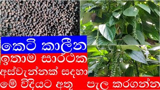 ඉතාම කෙටි කලකදී ගම්මිරිස් අස්වැන්නක් ලබා ගන්න [upl. by Erlina]