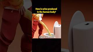 How is urine produced in the human bobyurine emission production youtube foryou fyp [upl. by Joelie]