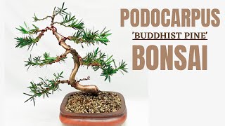 Buddhist Pine Podocarpus Macrophyllus Bonsai from HardwareStore Bonsai to Fairy Tree [upl. by Doherty]