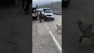 Donkeys chase in Vladikavkaz Russia resulting in a fall [upl. by Orecic147]