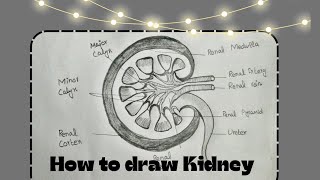 How to draw Kidney easy steps by PharmaEduVerse [upl. by Anelis255]