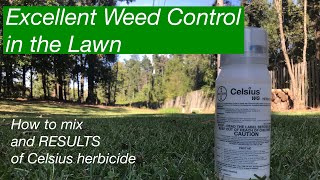 KILL WEEDS in the lawn  How to mix Celsius Herbicide  How to kill Chamberbitter [upl. by Miranda129]