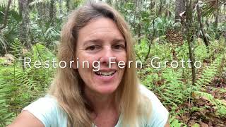 Restoring Fern Grotto by Removing Invasive Coral Ardisia [upl. by Trumann]