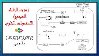 بالعربى Apoptosis  الاستموات الخلوى [upl. by Eilsehc]