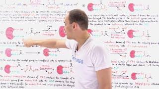 Fatty Acid Synthesis [upl. by Dnalkrik]