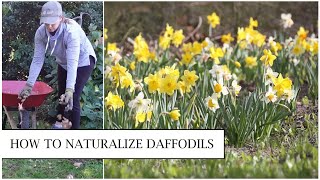 How to Naturalize Daffodils in the Lawn  Planting Narcissus in Grass  Northlawn Flower Farm [upl. by Buatti]