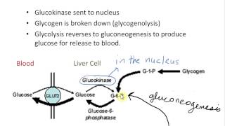 Role of Aldolase B [upl. by Capwell393]