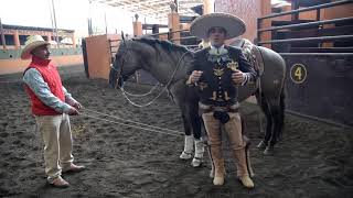 Tutorial Como alagratar tu caballo por Alejandro Goñi RojoParte 4 [upl. by Ydnat]